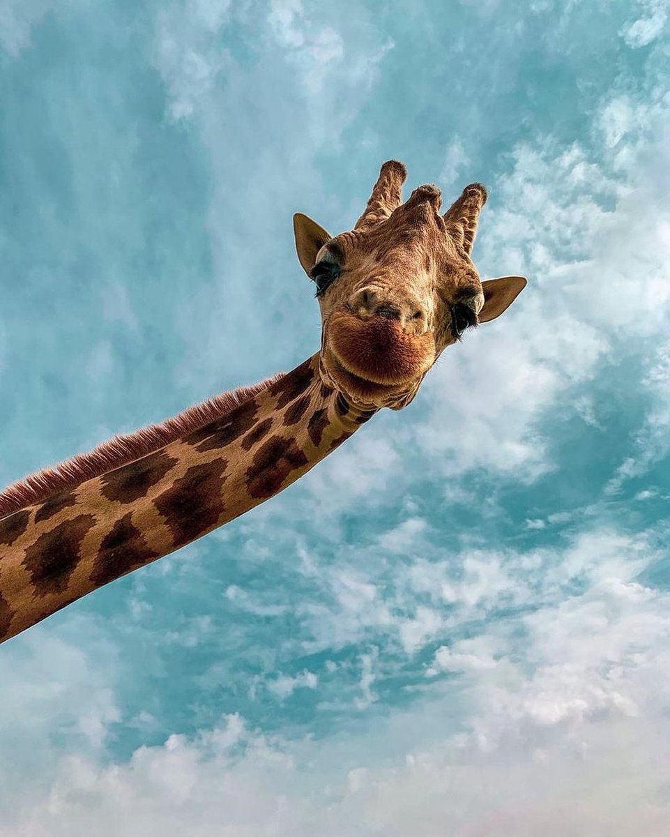 What a selfie 🤳🏽 😂 🦒
Are you a giraffe lover?

#wildlifephotography #wildlife #incredibleindia #safari  #giraffes #nature #indianwildlife #wildlifeplanet #indianwildlifeofficial #NaturePhotography  #giraffe #wildlifeindia#GiraffeLover 

Source - bleachfilm