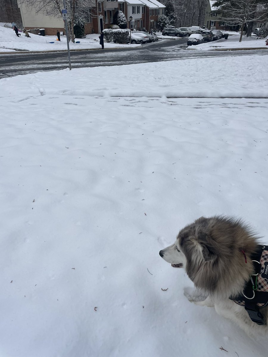 DcYasmin's tweet photo. we calculated about 5 inches ❄️☃️here in Springfield. Our husky is very much enjoying these snowy walks.
#snowpics
#tuesdayvibe 
#snowday https://t.co/f76GbYyYPy