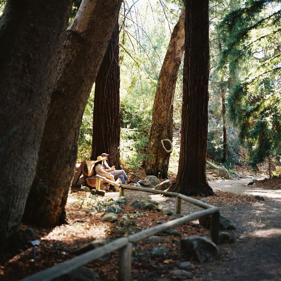 ParadisRetreats's tweet photo. The  Santa Barbara Botanic Garden is a 26-acre botanical garden dedicated to conserving and displaying California's native plants.

@sbbontanitcalgarden
@art.jlens 

#ParadiseRetreats #SeeSB #VisitSantaBarbara #VIsitCali #BookDirect #VacationRentals #DreamVacation #ExploreCali https://t.co/lnqtjvvNWt