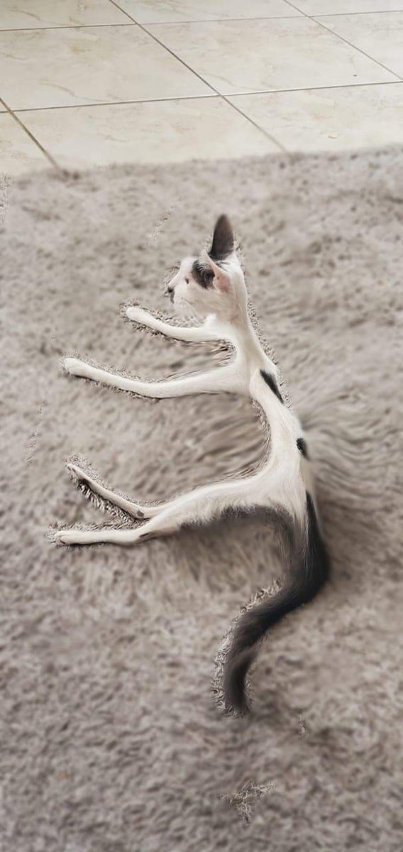MussoFlorencia's tweet photo. @Firebird5000 @porqueTTarg El gato: https://t.co/GYzL5OeieV