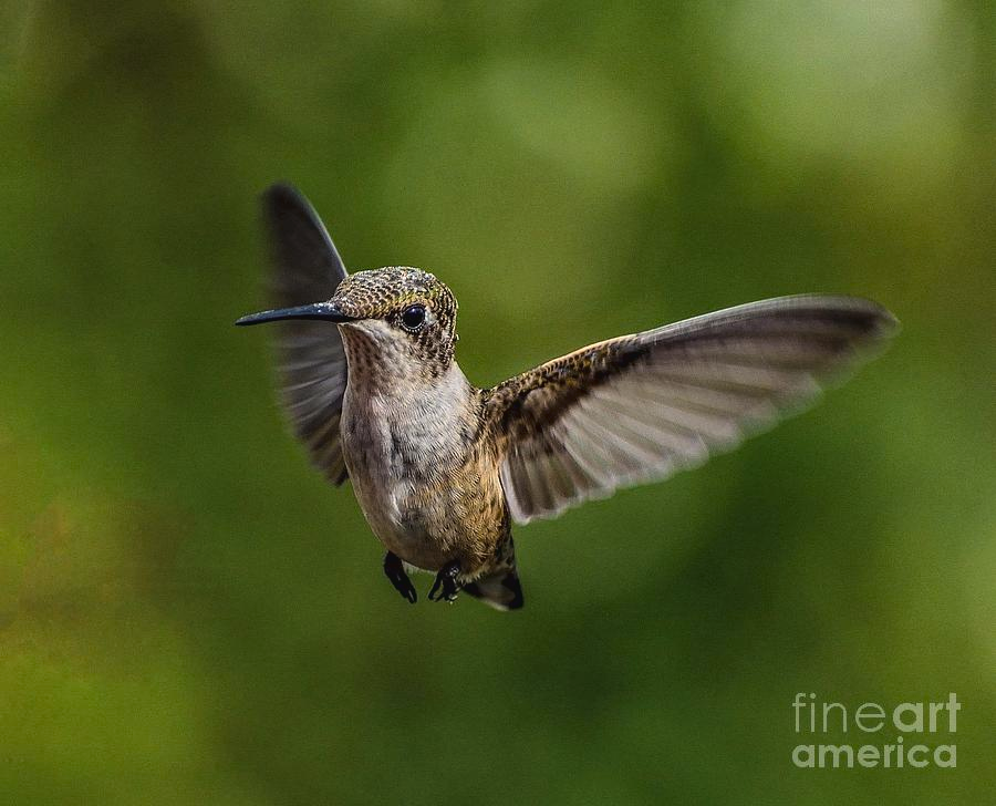 ampomata's tweet photo. "In Your Face Juvenile Ruby-throated Hummingbird". Check out this superb photo by Cindy Treger here: https://t.co/OFr35EqyTi
#photo #hummingbird #insects #nature #bird #hummer #rubythroated #hummingbird #throat #ruby #red #nectar #sugar #hovers #eastberlin #lakemeade https://t.co/KLvzczAIGL
