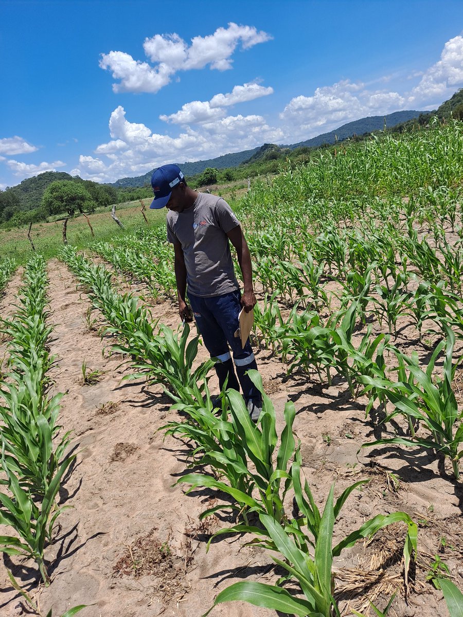 SydieGee's tweet photo. As we hopefully wait for more rains in Mwenezi, I'm appreciating the Power of Mechanization &amp; Conservation Agriculture under the @FeedtheFuture Mechanization and Extension Activity. #DemoPlots @CIMMYT
@BusyBeeChris @MatinCIMMYT @MangeziBrian @mishecknkoma https://t.co/Iz5oAvMB3c