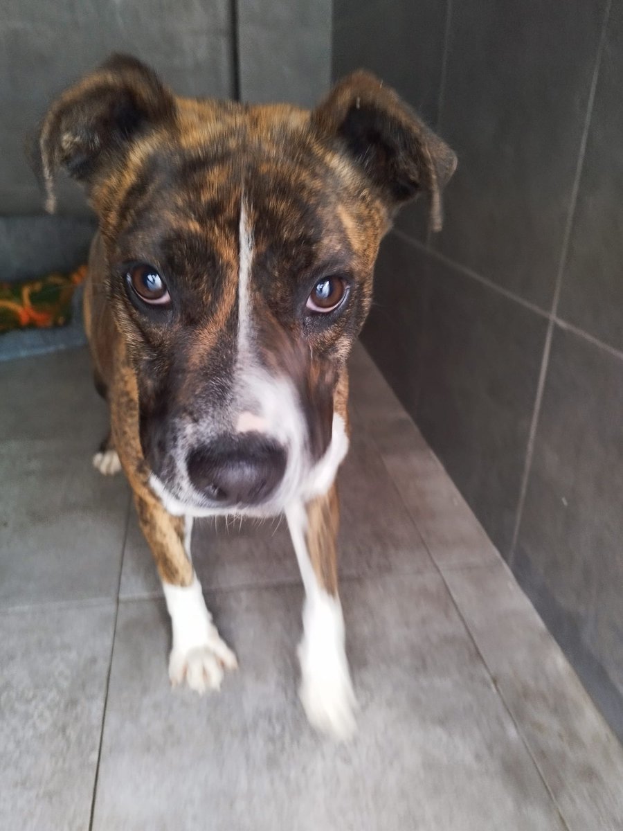 Me conocéis?
Me han abandonado en la protectora de La Nucía, no tengo chip, soy muy tranquila, no entiendo qué ha pasado.
Quizás para mi sea mejor que me adopte una buena persona, alguien más humano que quien me ha dejado como si fuera un trasto sin valor.