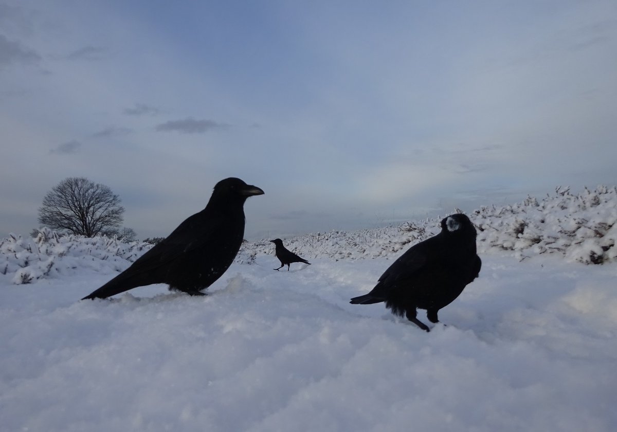 Yes, I know, it really feels like wintersports ☀️🌨️🐦‍⬛🖤