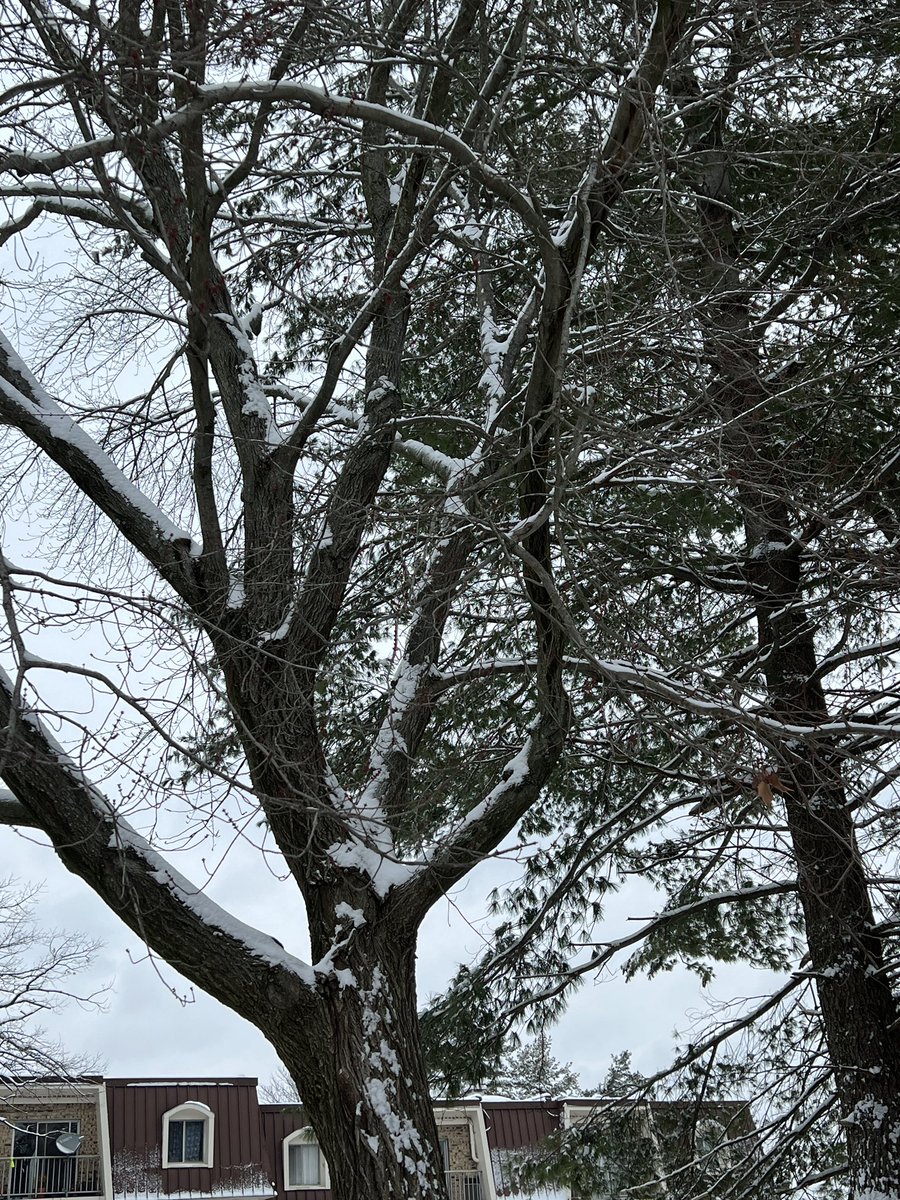 A snow day means a some LETRS and VLP Canvas course work. There was also some playing in the snow.