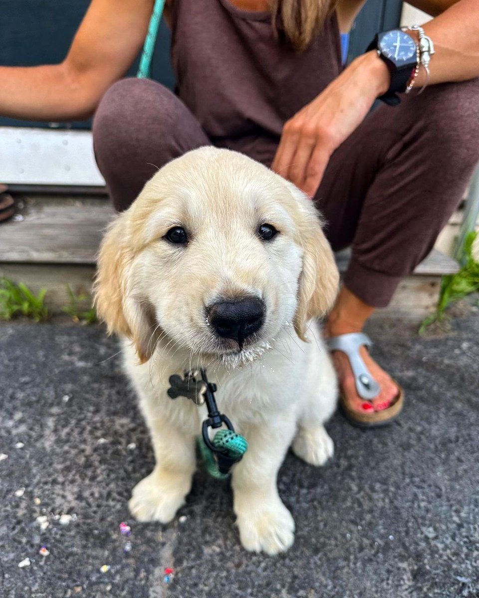 dog_rates's tweet photo. This is Halloumi. He is a new addition to his family. Similar to other bundles of joy, but a lot fluffier. 12/10 https://t.co/eb5mccV1pp