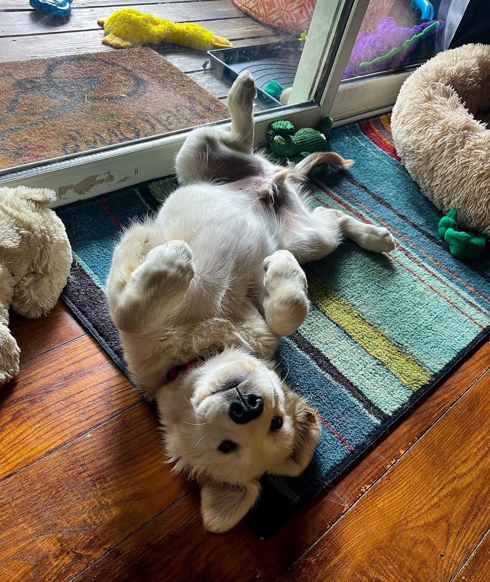 dog_rates's tweet photo. This is Halloumi. He is a new addition to his family. Similar to other bundles of joy, but a lot fluffier. 12/10 https://t.co/eb5mccV1pp