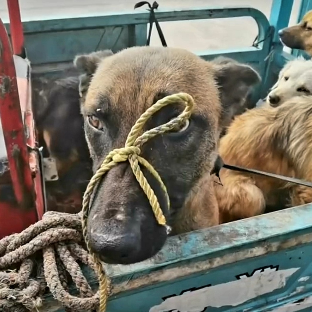 WeAreNotFood's tweet photo. Did I do something wrong? I'm being taken to the slaughterhouse...

A fact:

"...it is estimated that 25000-30000 dogs are being slaughtered DAILY for food in #China, the world’s largest consumer of #dogmeat..."

@PawsofChina

https://t.co/ClbszwkUTp

#wearenotfood https://t.co/iSqqZX8rgg