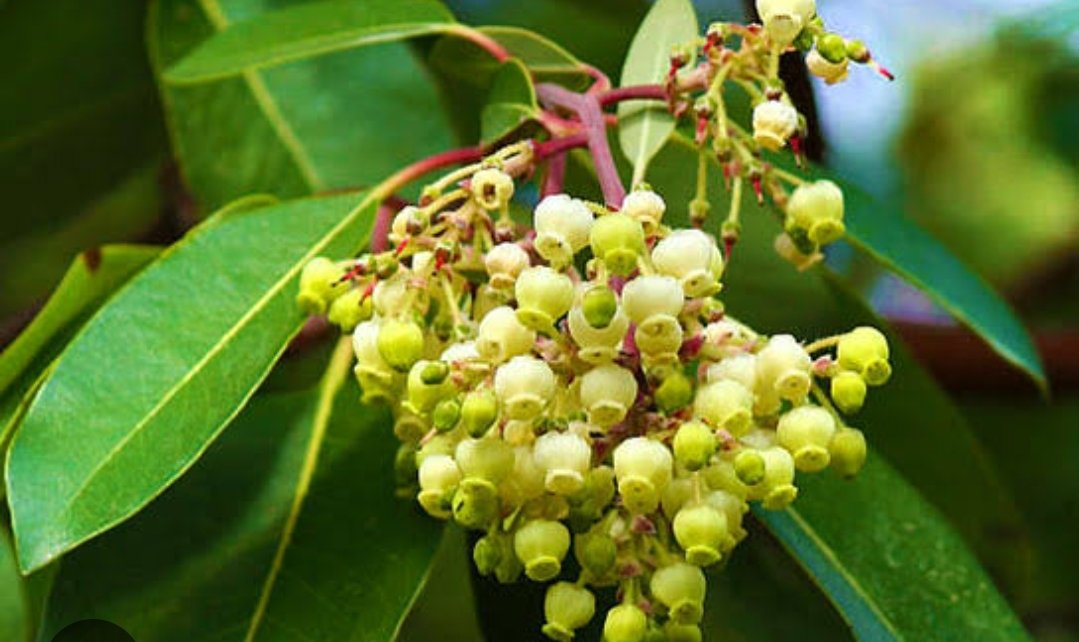 Renginiz açılacak
#cilt #beyazlama
Sandal ağacı yağı, cilt için çok iyi bir besleyici maddedir ve cilt lekelerini hafifletilmesinde oldukca etkilidir