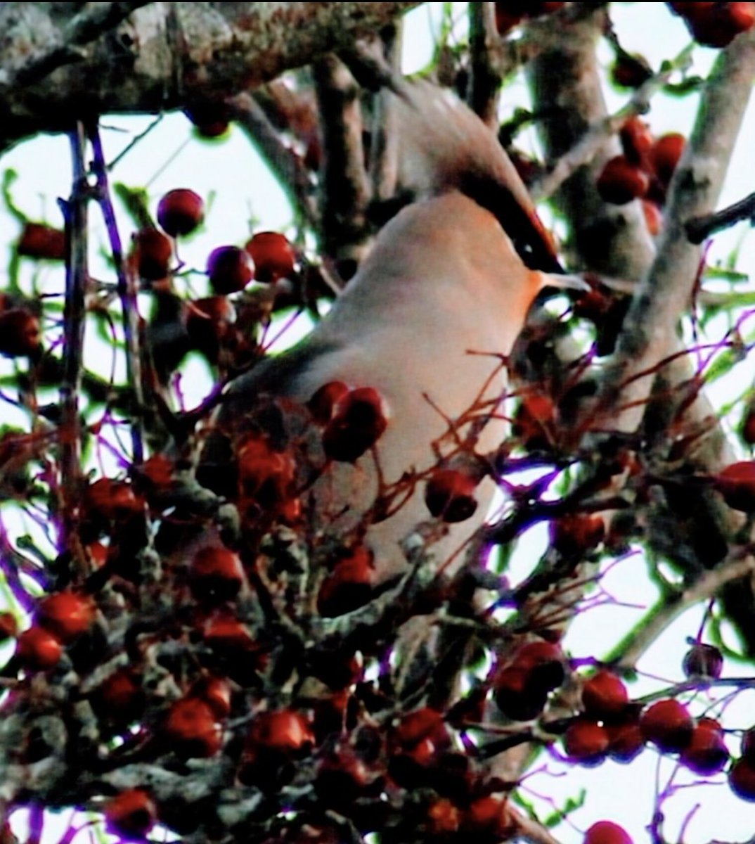 whiteally's tweet photo. @Natures_Voice @BBCSpringwatch Very lucky to see waxwings at the start of December here in northern Ireland near Castlerock @nationaltrust #hazletthouse https://t.co/Jn5S6yN1jc