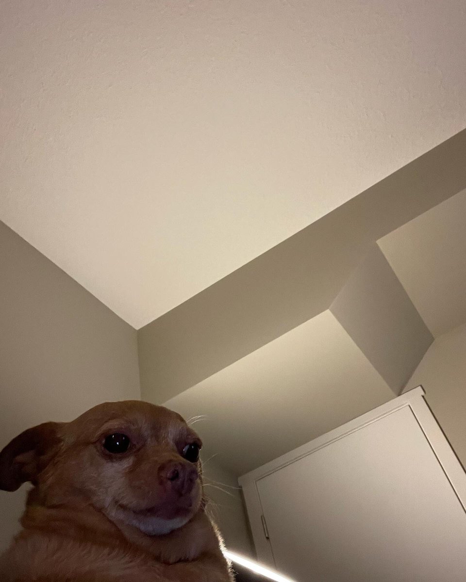 dog_rates's tweet photo. This is Cheddar. He thought 2024 would really be his year. Is now holding out hope for 2025. 13/10 https://t.co/NzU8TXaaVj
