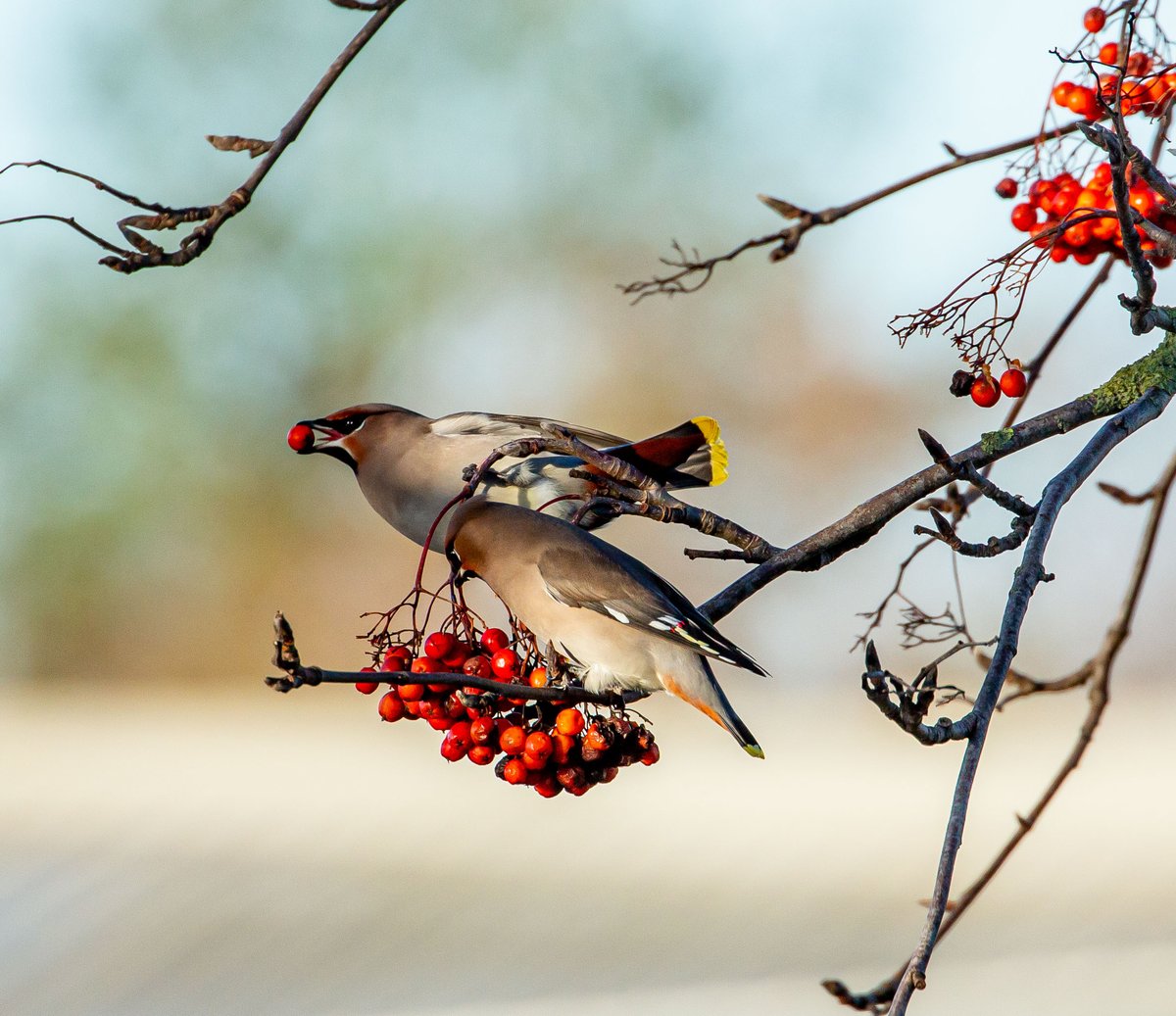 RonFirby's tweet photo. @Natures_Voice @BBCSpringwatch Lots on Teeside in November. https://t.co/7jtSetsyuO