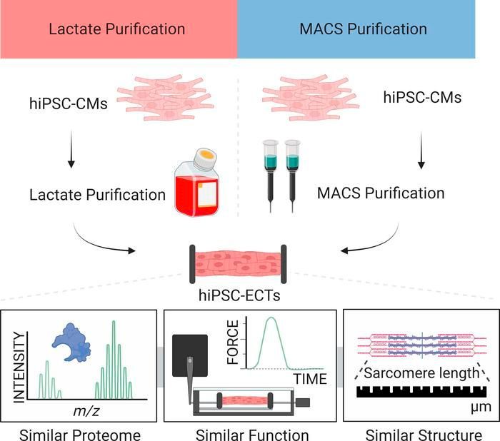 Lactate- and immunomagnetic-purified hiPSC–derived cardiomyocytes generate comparable engineered cardiac tissue constructs: buff.ly/3O65acz 
<a href="/yingge2121/">Ying Ge</a> <a href="/UWMadison/">UW–Madison</a> 
#Cardiology #StemCells
