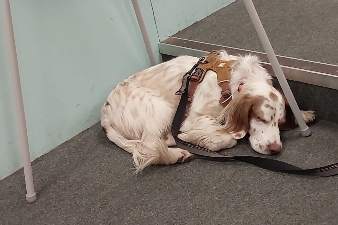 Great night with <a href="/EEAST_Henlow/">Jonesi</a>. Evening of ILS Recerts. Thanks to <a href="/PassarelliKatie/">KatiePassarelli</a> for her refresher instruction. And Charlie dog for some morale!
<a href="/EastEnglandAmb/">EEAST Ambulance Service</a> <a href="/EeastTbarker/">Tom Barker</a> <a href="/RoyalAirForce/">Royal Air Force</a> <a href="/RAF_Henlow/">RAF Henlow</a> #v4 #volunteers <a href="/BritishArmy/">British Army 🇬🇧</a>