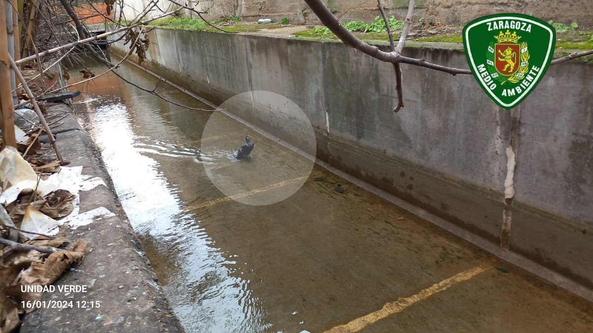 AF_UnidadVerde's tweet photo. Tras aviso ciudadano rescatamos con ayuda de @BZGZbomberos un ejemplar de #CormoranGrande en acequia de Casetas #Zaragoza 
Presenta herida abierta en un ala que le imposibilita el vuelo.
Trasladamos a 🏥 #CRFSA https://t.co/UHJZqB8m4o