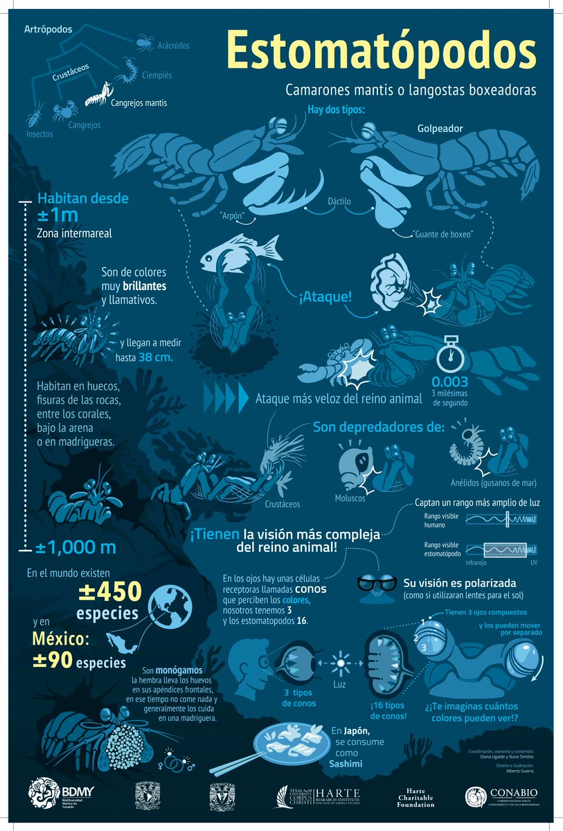 Para este día tormentoso ☔️⛈️ nada mejor que unas infografías. Maravillosas por:
1⃣ bonitas😍
2⃣ entendibles😀
3⃣hablar de taxonomía, ecología y comunidades🪸🐚🌊
4⃣divulgativas🤓
5⃣ y por tratar de crustáceos!🦞🦐
Infografías realizadas por BDMY Biodiversidad Marina de Yucatán