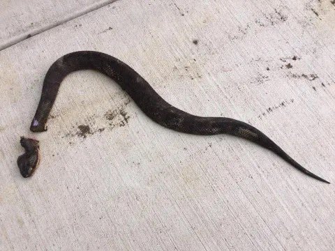 BligheDerek's tweet photo. Ireland's government is infested with venomous snakes.

It's up to the Irish to sort it out. https://t.co/D2UoGCwl9t