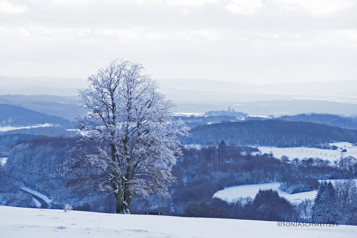 HessenSonja5767's tweet photo. Lieblingsbaum und Blick auf Burg Merenberg................. #Baum #Burg #Merenberg #Natur #Greifenstein #Arborn #Knoten #Schnee #Westerwald #Ausflugsziel #Ausflugstipp #Mittelgebirge #LahnDillKreis #Mittelhessen #Hessen #Germany https://t.co/ABaD0NTzzw