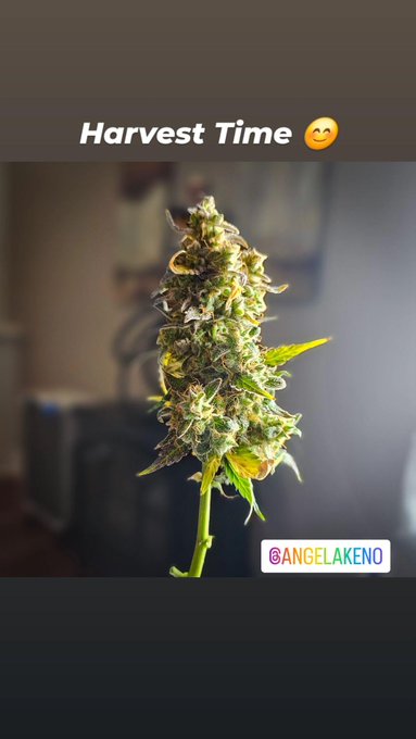 Queen of Cannabis over here Lol proud of my latest grow https://t.co/BDd9WnBauN