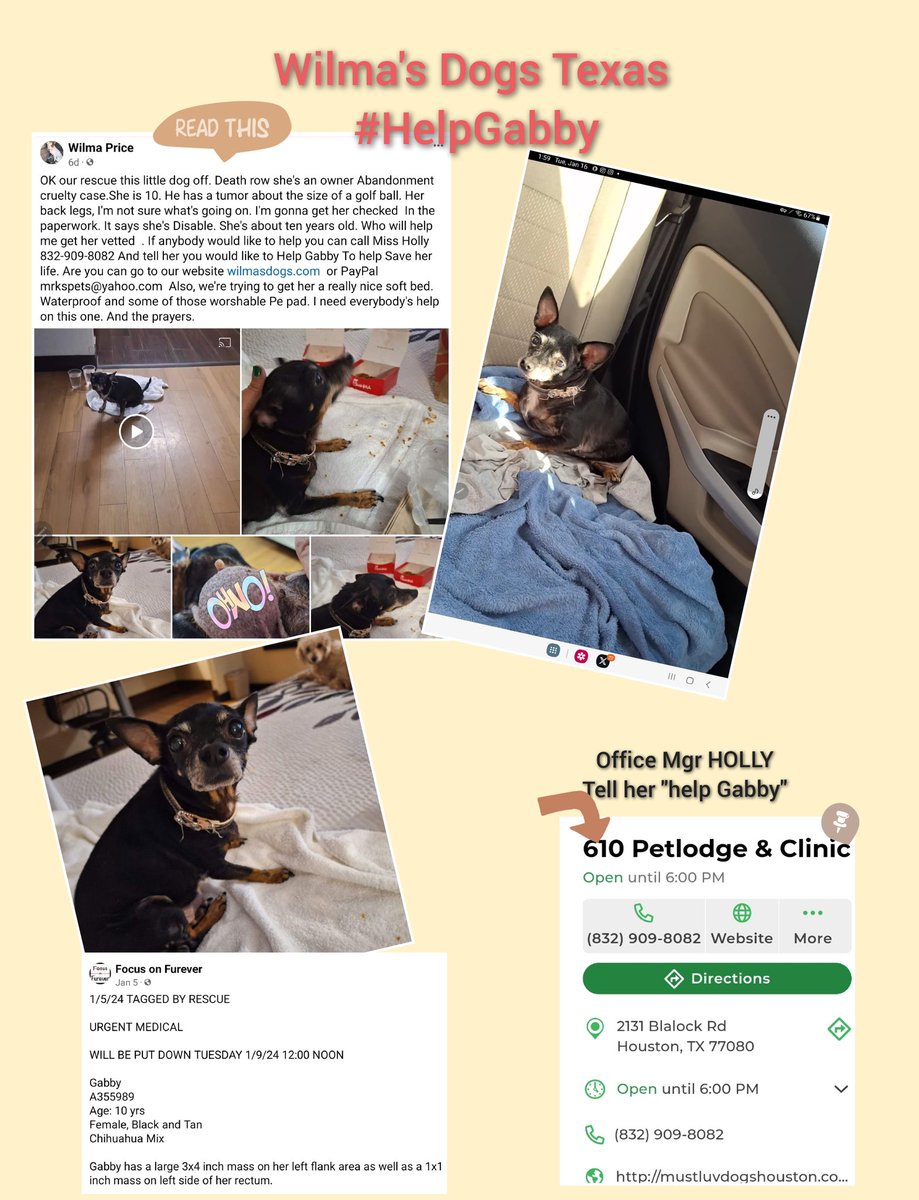 beeleevitonly's tweet photo. βΌοΈ#CorpusChristiACSSurvivor GABBY was rescued by #WILMASDOGS #TX Wilma grabbed this #SeniorChi out so fast her feet didn't touch the floor, thus no post or pledges were done
Gabby is having surgery today. If anyone wants to donate directly to Wilma's (link says Mr K's) https://t.co/pwjQNHLJKI
Or to vet, details are in picture. Please no pledges on this post!! but sharing is appreciated