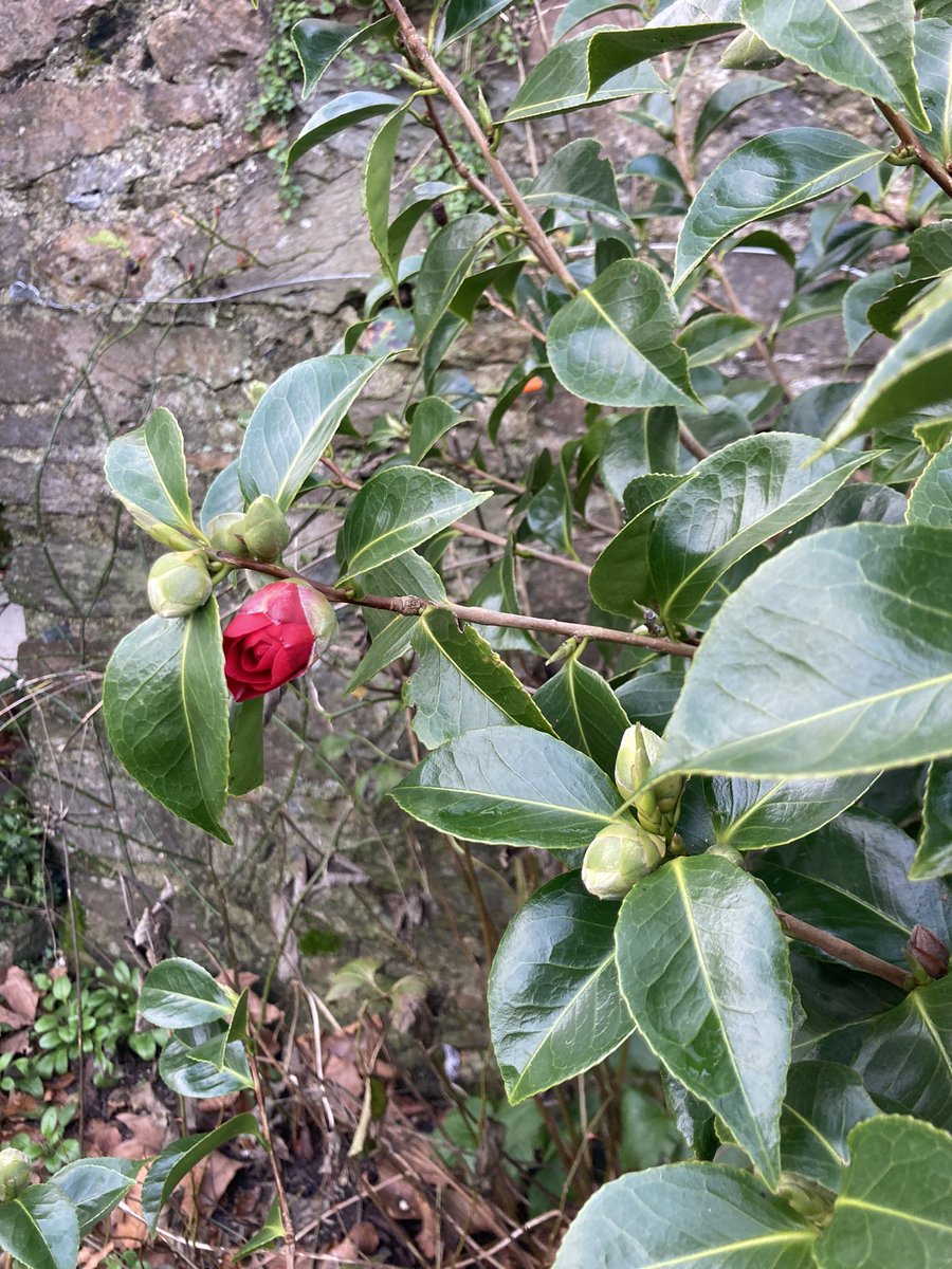First sign of colour from the #pocketpark #camellia. This one has extra satisfaction. I planted it after salvaging it from a tub in my Mother’s back yard (she moved into a care home in 2019). She had bought it in memory of her brother Simon. It thrives here #guerrillagardening