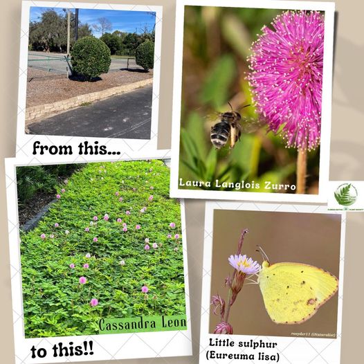 Cuplet Fern Florida Native Plant Society tweet media