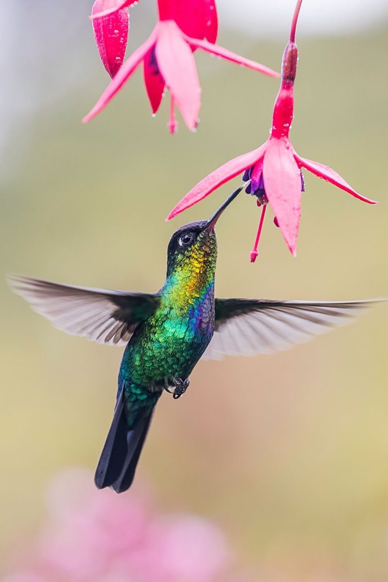 InformaCosmos's tweet photo. DATOS ASOMBROSOS SOBRE LOS COLIBRÍES: 

1. El colibrí más pequeño del mundo es el zunzuncito, que solo mide 5.5 cm.

2. Los colibríes son las únicas aves que pueden volar hacia atrás.

3. No pueden caminar o saltar debido a sus patas muy pequeñas y débiles.

4. Tienen un metabolismo altísimo, por ello deben comer 5-8 veces por hora.

5. El corazón de un colibrí puede alcanzar 1,260 latidos por minuto.

6. Los colibríes tienen un plumaje muy reluciente y colorido.

7. Hay más de 300 especies de colibríes reconocidas.

8. Los colibríes más grandes pueden llegar a medir hasta 22 cm.

9. Son algunos de los animales de sangre caliente más pequeños que existen.

10. Son uno de los principales polinizadores y pueden actuar como bioindicadores.

11. Tienen una adaptación evolutiva sorprendente llamada torpor para descansar.

12. Durante el torpor, reducen su temperatura corporal hasta la ambiental.

13. Su corazón se ralentiza hasta 100 pulsaciones por minuto cuando duermen.

14. Ralentizan sus funciones corporales, como la renal, para conservar agua y energía.

15. Según la especie, un colibrí puede aletear entre 10 y 80 veces por segundo.

16. Los colibríes son nativos de las Américas, desde los páramos hasta selvas tropicales.

¿De qué otro animal quisieras conocer?