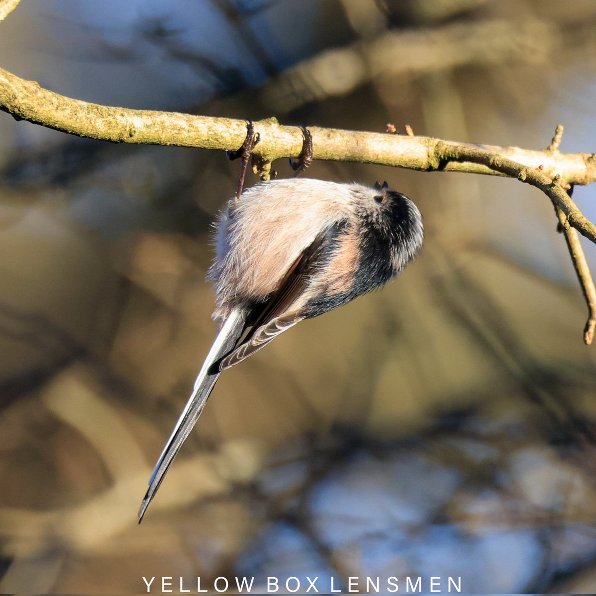yellowboxlens's tweet photo. Lovely Long Tailed Tit โค๏ธ
#BirdsSeenIn2024 #BirdsOfTwitter #NatureTwitterCommunity https://t.co/a5K8cjz1jA