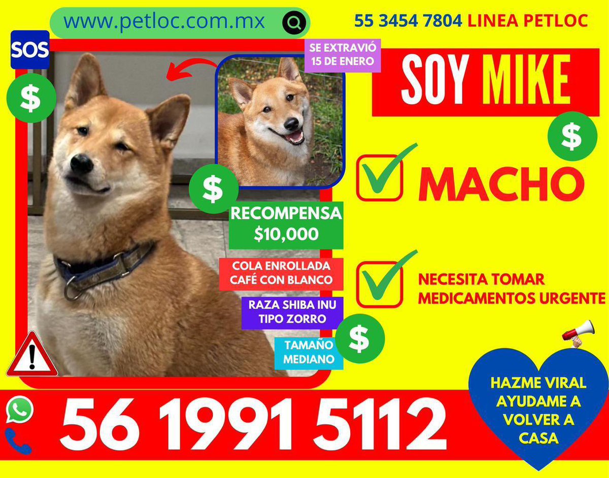 @RomaPets tweet media