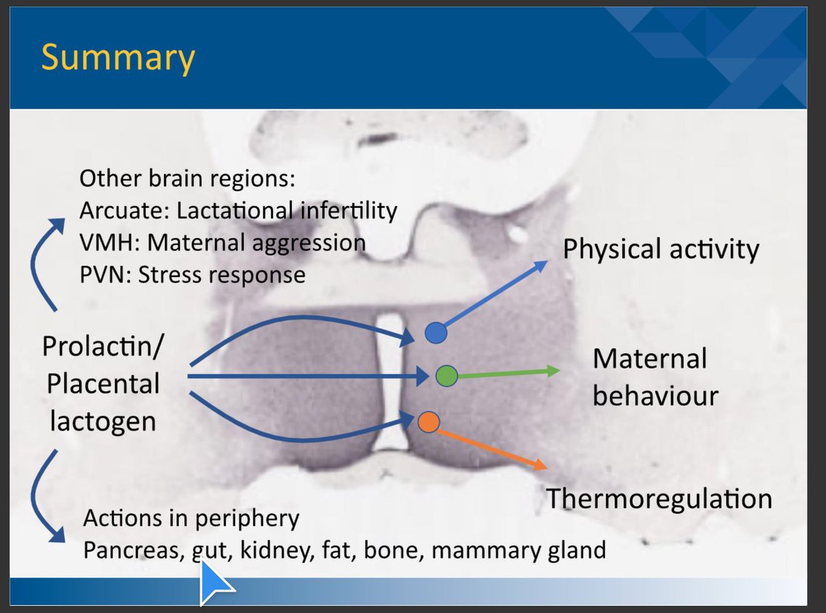 These adaptations caused by prolactin allow mothers to be in the best condition for pregnancy &amp; lactation. Prolactin allows the physiological systems to be in the right place for these changes. D.Grattan #GOLDLearning #IAMGOLD #breastfeeding #lactation #chestfeeding #HumanMilk
