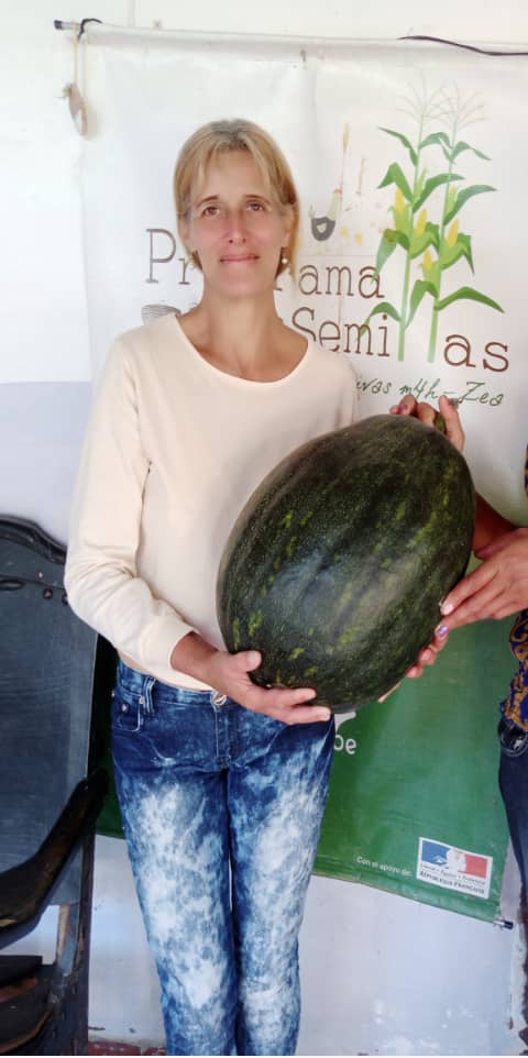 Una auyama de 12.400 kilos producida sin químicos por mujeres rurales. ¡Qué orgullo! De la tierra a la mesa, llevando vitaminas y minerales a niños/as y adultos mayores de nuestros programas de alimentación. Gracias <a href="/EmbaFrancia/">Francia en Venezuela 🇫🇷🇻🇪</a> por apoyar la producción familiar y comunitaria