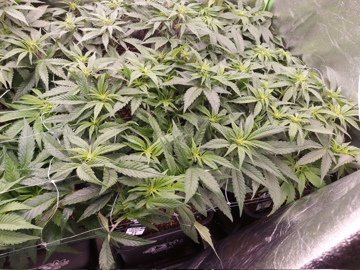 Ju_bps's tweet photo. 🌲🌲 Gorilla Cookies FF 🦍🍪 - @Fast_Buds
🗓🗓 Day 70 since seeds - Flo +2
💡💡 #FC3000 from @MarsHydroLight @Coco_Pan2022 

#WinPs5Contest #Growdiaries #smartgrowsystem #6inchfankit #marshydro #Mmemberville #growyourown #weedsmokers #WeedLovers #CannabisCommunity #cannabisgrower https://t.co/xtIJEnduxU