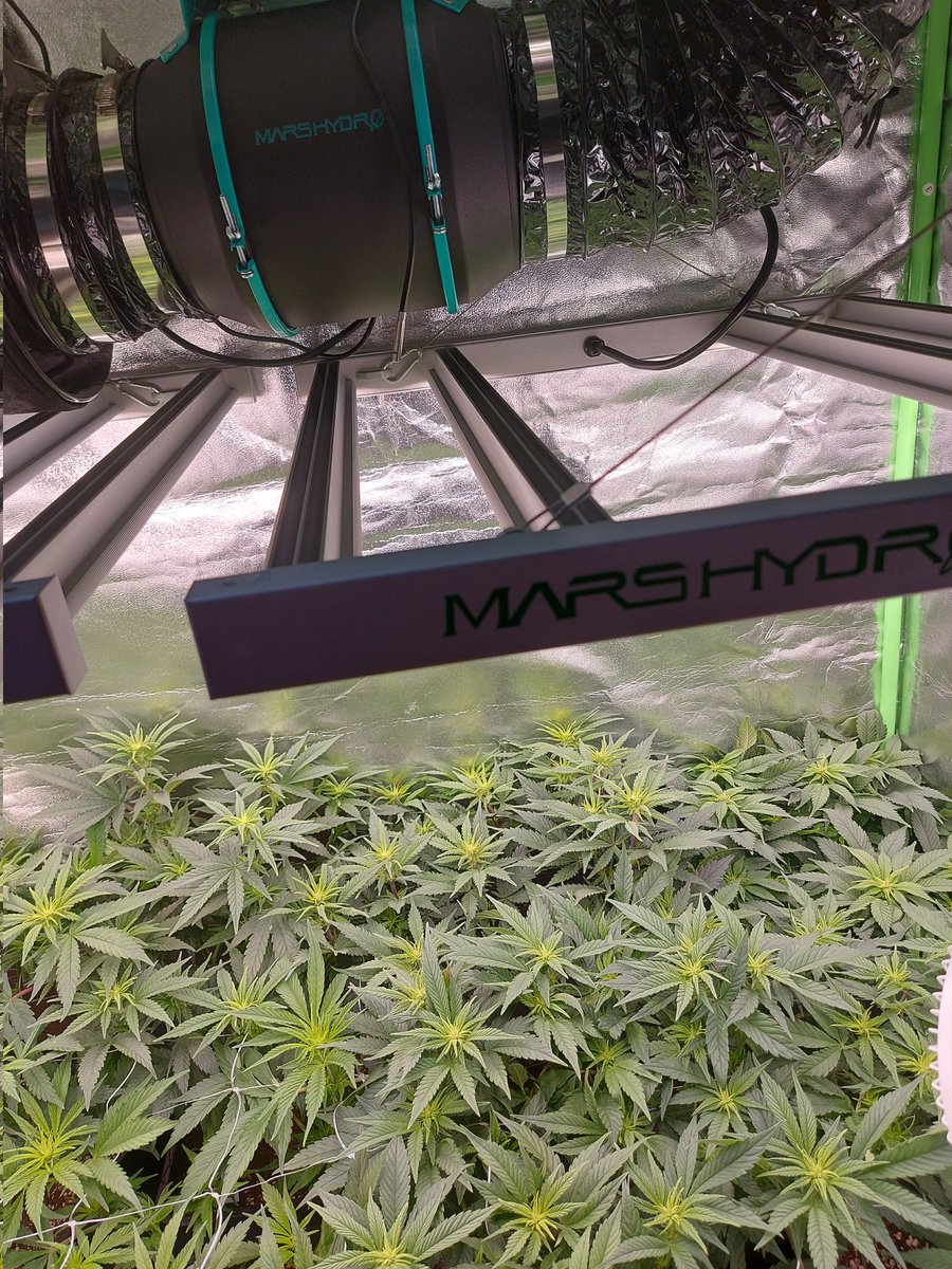 Ju_bps's tweet photo. 🌲🌲 High Mars  - @SeedsAnesia
🗓🗓 Day 84 since seeds  - Flo + 2 Week
Preflowering 
💡💡 #FC3000 from @MarsHydroLight @Coco_Pan2022 

#smartgrowsystem #6inchfankit #marshydro #Mmemberville #growyourown #weedsmokers #WeedLovers #CannabisCommunity #cannabisgrower https://t.co/cbNhQXe00g