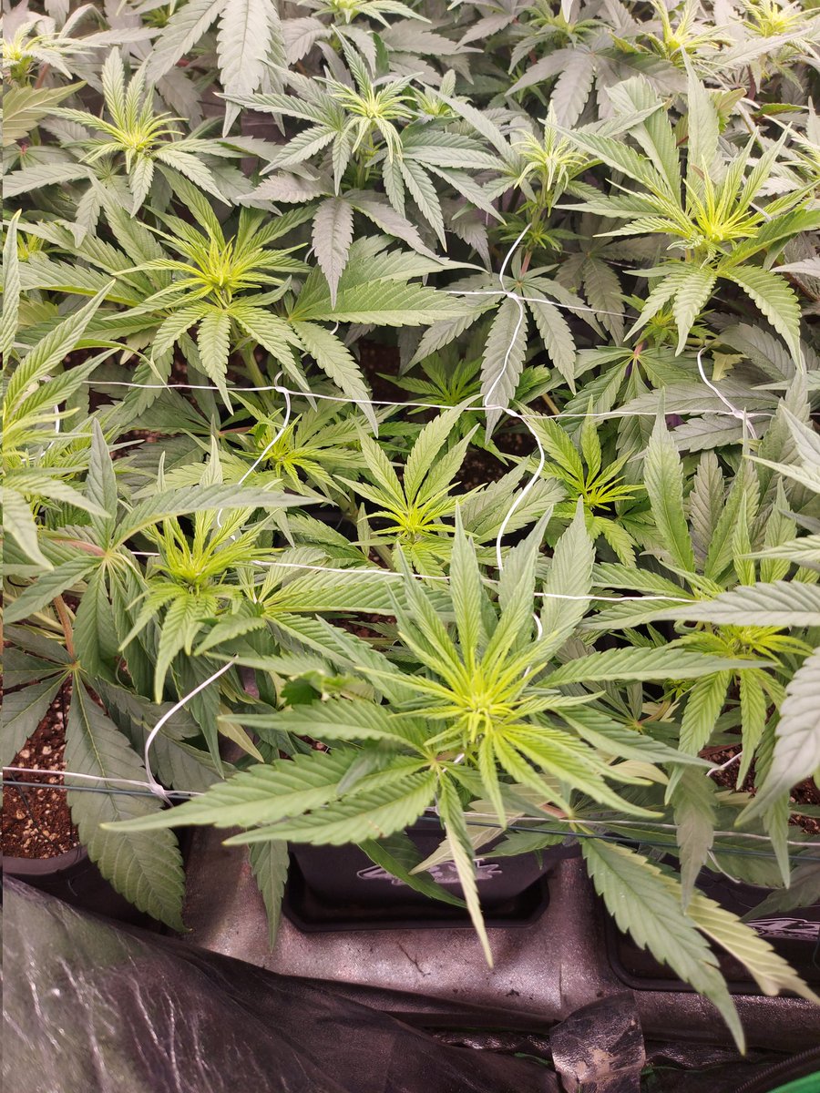 Ju_bps's tweet photo. 🌲🌲 GG4 Sherbet FF - @Fast_Buds
🗓🗓 Day 63 since seeds - Flo + 2 Week
💡💡 #FC3000 from @MarsHydroLight @Coco_Pan2022 

#WinPs5Contest #Growdiaries #smartgrowsystem #6inchfankit #marshydro #Mmemberville #growyourown #weedsmokers #WeedLovers #CannabisCommunity #cannabisgrower https://t.co/T7TMu1BQmt