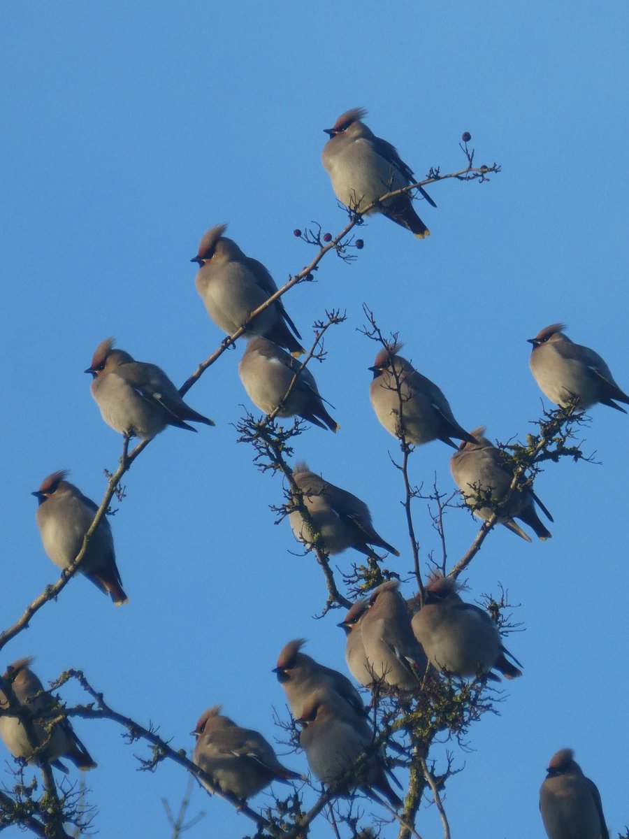 Quifftastic....waxwings at Hassop Station on the Monsal trail...learn more about them, and why there has been such an irruption this year
<a href="/BBCSpringwatch/">BBC Springwatch</a> <a href="/BBCiPlayer/">BBC iPlayer</a> <a href="/Hassopstation/">Hassop Station</a> <a href="/DerbysWildlife/">Derbyshire Wildlife Trust</a> <a href="/ChrisGPackham/">Chris Packham</a> <a href="/michaelastracha/">Michaela Strachan</a> <a href="/IoloWilliams2/">Iolo Williams</a> #Waxwings #Winterwatch