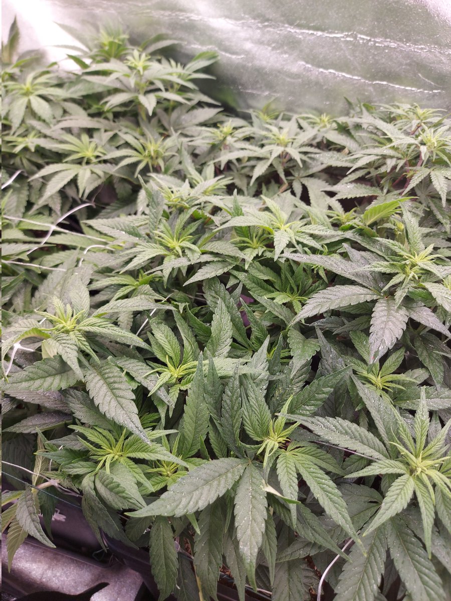 Ju_bps's tweet photo. 🌲🌲 Tropicana Cookies FF ⛱️🍪  @Fast_Buds
🗓🗓 Day 70 since seeds - Flo +2
💡💡 #FC3000 from @MarsHydroLight @Coco_Pan2022 
#WinPs5Contest #Growdiaries #smartgrowsystem #6inchfankit #marshydro #Mmemberville #growyourown #weedsmokers #WeedLovers #CannabisCommunity #cannabisgrower https://t.co/wADDLBMMeR