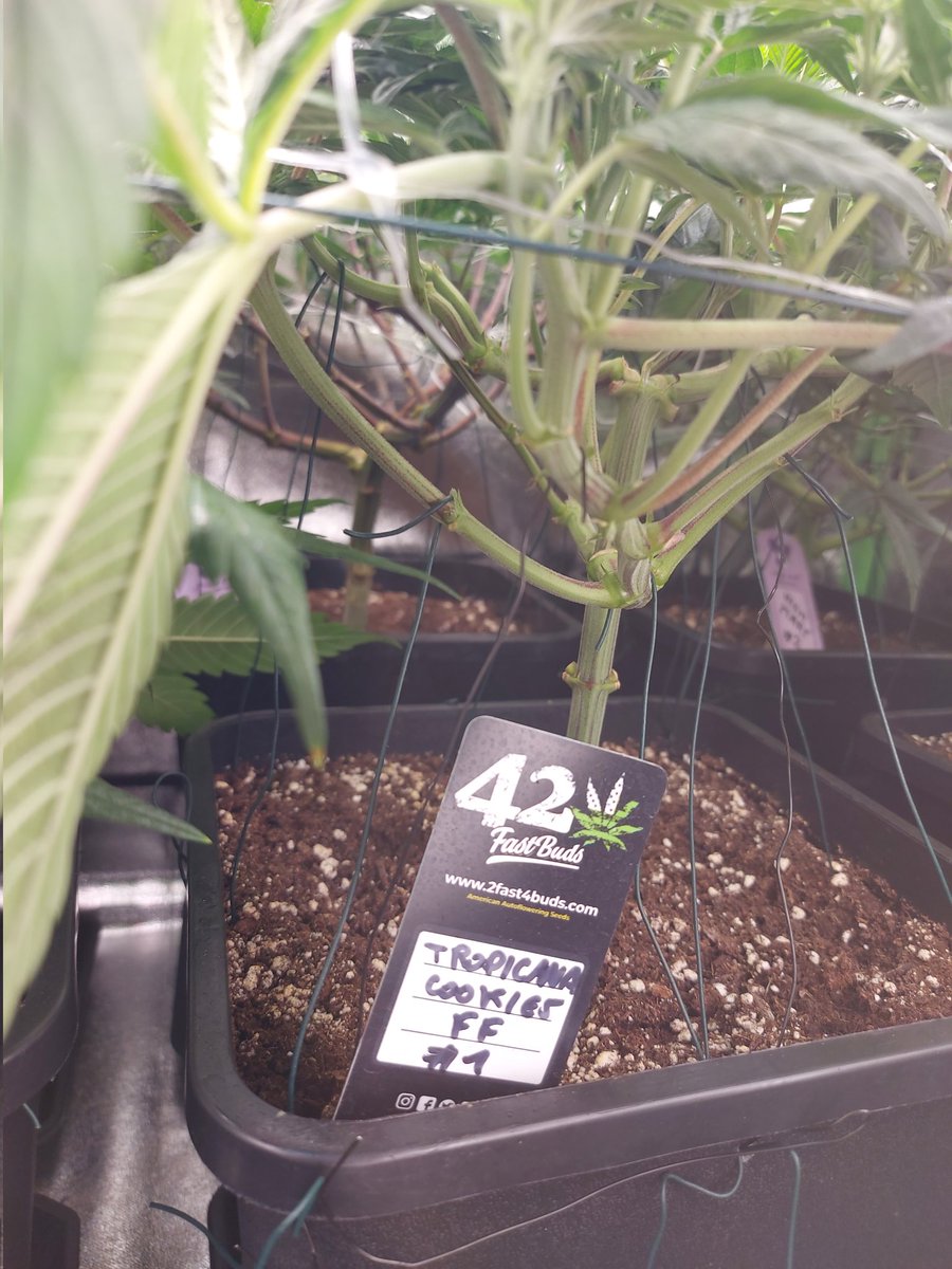 Ju_bps's tweet photo. 🌲🌲 Tropicana Cookies FF ⛱️🍪  @Fast_Buds
🗓🗓 Day 70 since seeds - Flo +2
💡💡 #FC3000 from @MarsHydroLight @Coco_Pan2022 
#WinPs5Contest #Growdiaries #smartgrowsystem #6inchfankit #marshydro #Mmemberville #growyourown #weedsmokers #WeedLovers #CannabisCommunity #cannabisgrower https://t.co/wADDLBMMeR