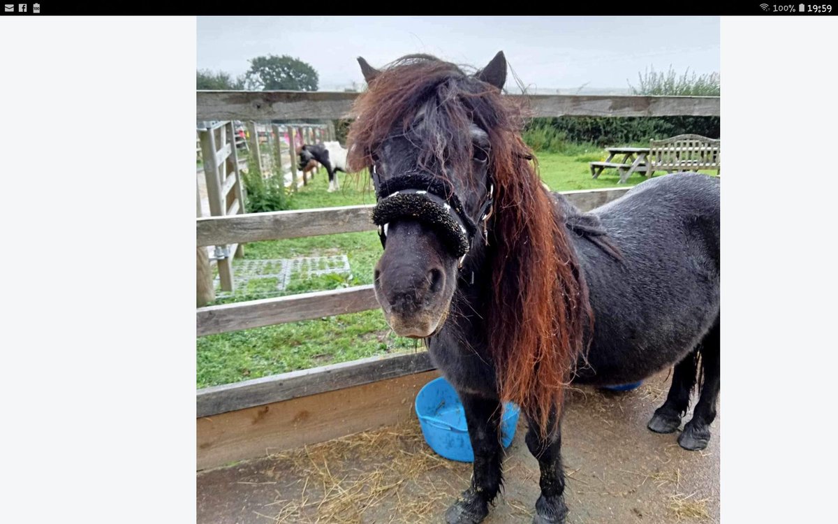 TERRIBLE NEWS! Pepsi, 34, colicked today, and he was found to have a massive stomach tumour. He was PTS quietly.  I , and all those that loved him at Munchkins are totally devastated 😥. #ponyhour #horsesoftwitter #shetlandpony #rescuepony