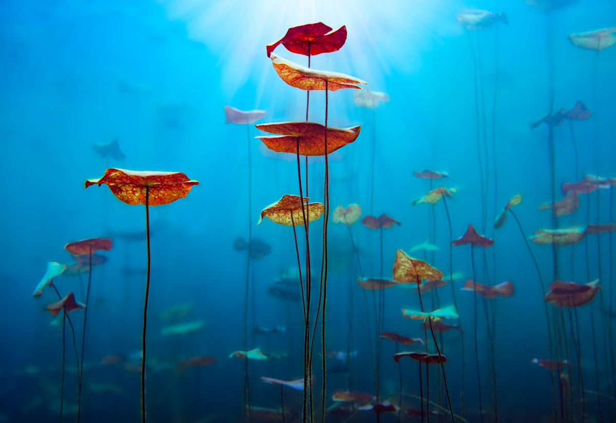 In the heart of Mexico’s Yucatan Peninsula, a different view of the cenotes’ hidden world was captured through the lens – a close-up of the underwater lilies thriving in these tranquil limestone pools. #mexico #underwater #photography lik.com/products/azure…