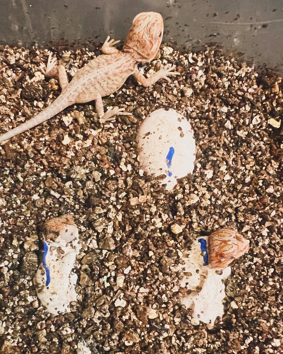umaioishi's tweet photo. あと３個！
後半はトランスルーセントが続く！

#フトアゴヒゲトカゲ
#Centralbeardeddragon
#Pogonavitticeps
#beardeddragon
#ウィットブリッツ
#witblits
#witblitsbeardeddragon https://t.co/5vNu5NRxLB
