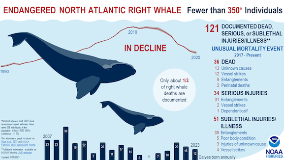 OceanRiverRob's tweet photo. Ship strikes, fishing gear entanglements, poor health, and polluted waters are creating a crisis for the right whale. 📸: NOAA Fisheries https://t.co/MvU0WpvOVX