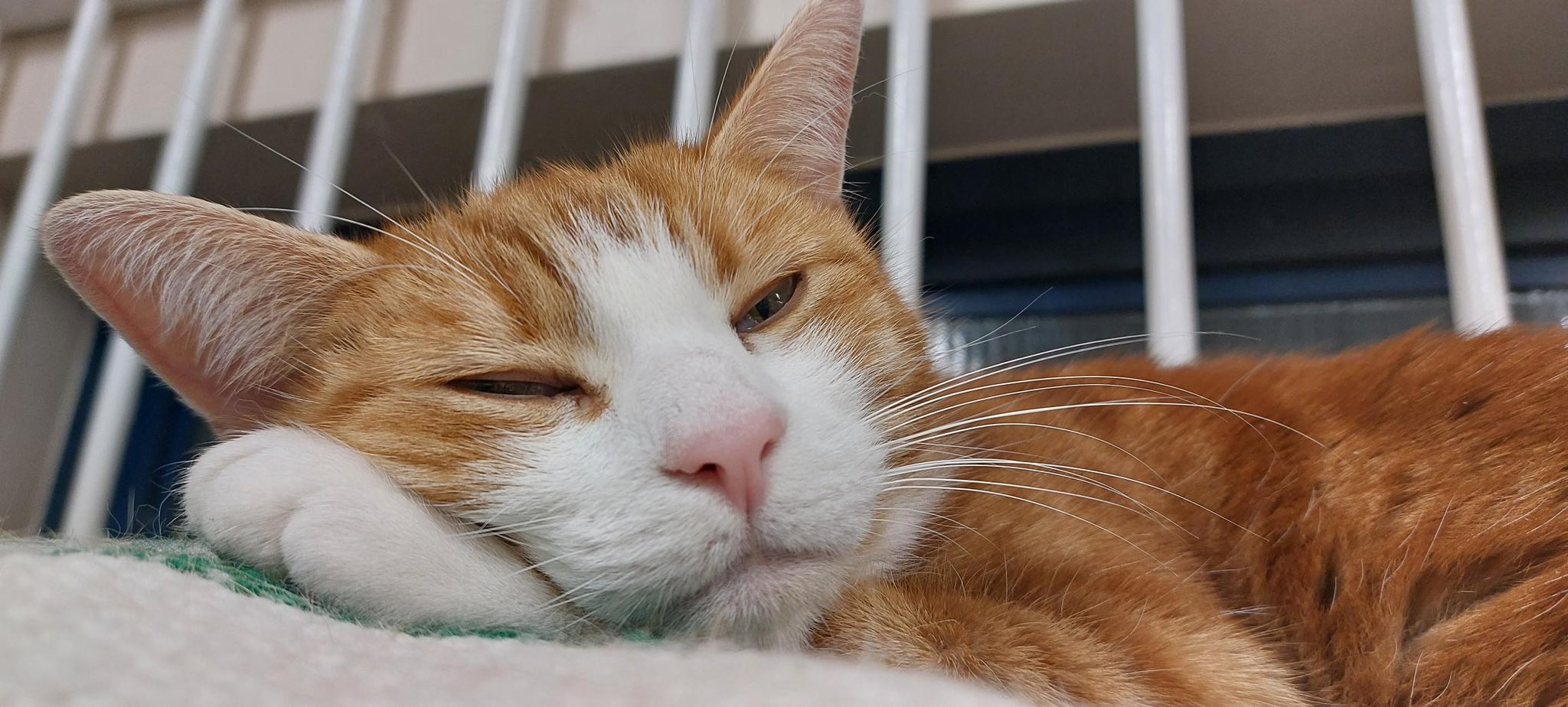 Dreamies bad cheap for cats