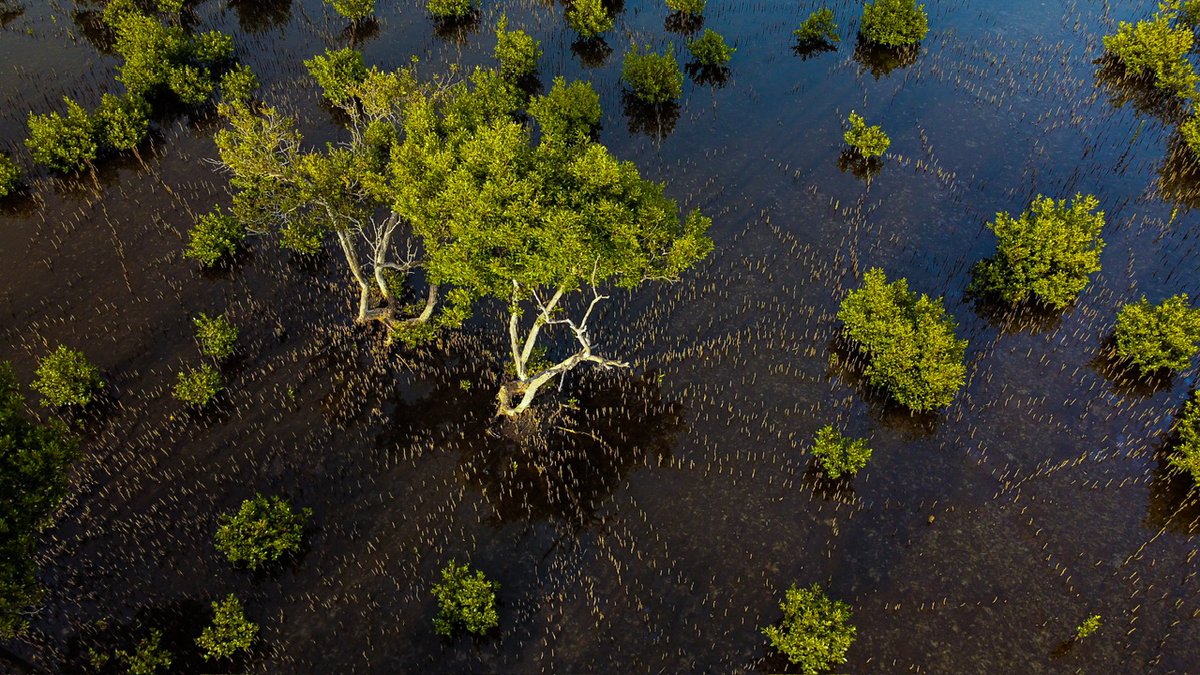 EcolSocAus's tweet image. “Mangrove reach” by Jesse Cass (shortlisted in the #BranchingOut category in the 2023 ESA #PhotoCompetition)

“The image is of a sparse mangrove field, showing the radial spread of its roots reaching for air.” Location: Yuin country, Moruya Heads. 

#WetlandsWednesday #OzPlants