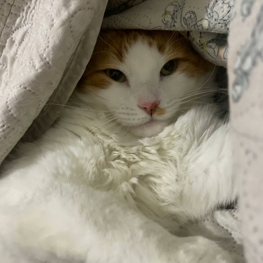 peixe voador tweet media