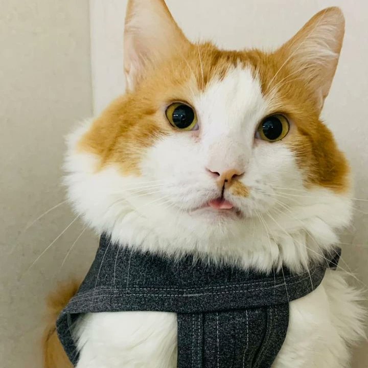 peixe voador tweet media