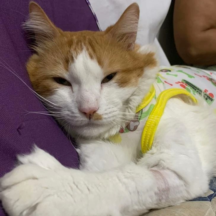 peixe voador tweet media