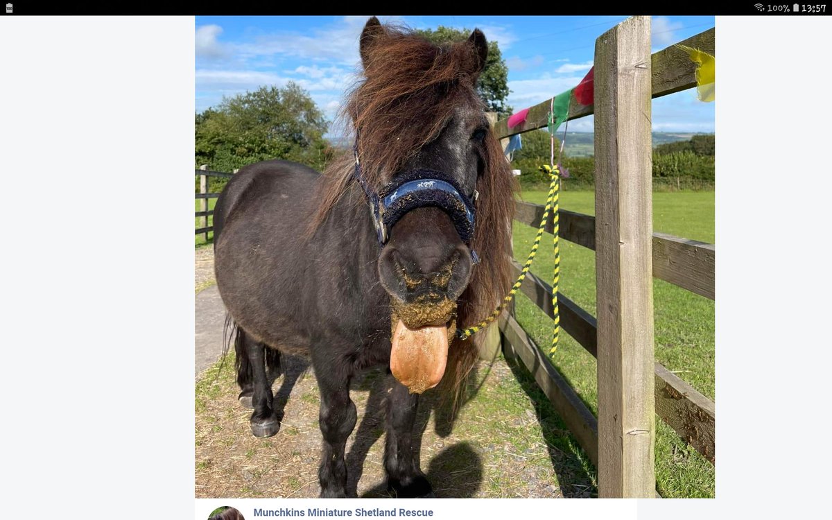 RIP BEAUTIFUL PEPSI 😞 Mummy loves you x #ponyhour #horsesoftwitter #shetlandpony #rescuepony