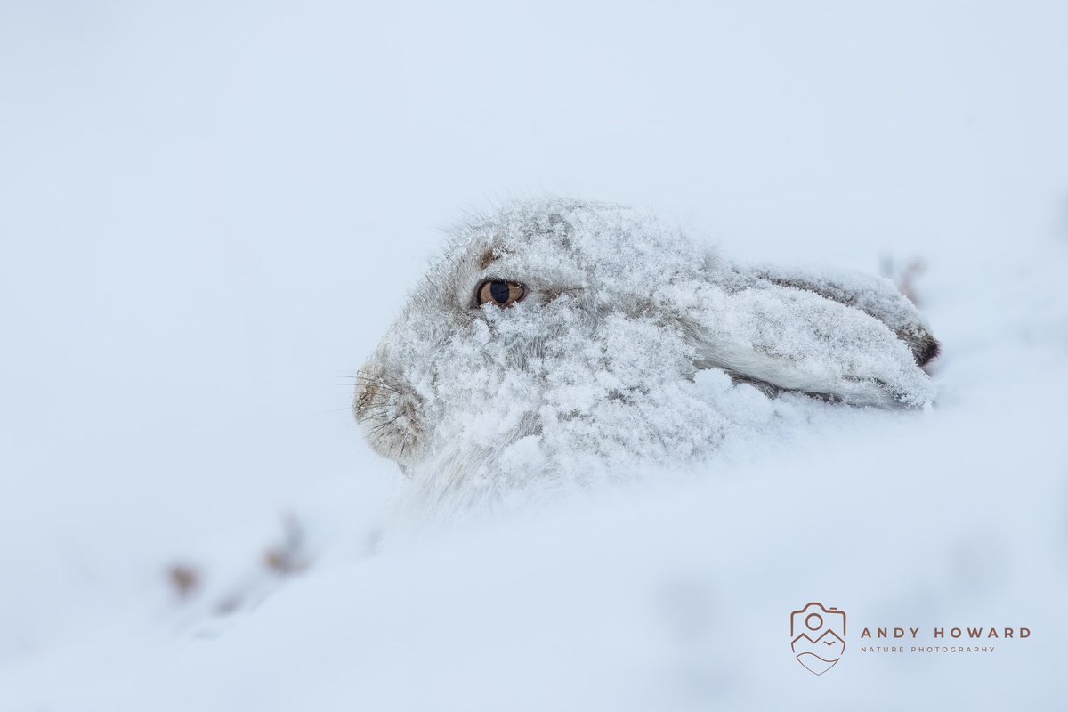 #winterwildlife week two:
Today was all about #mountainhares in snow.
And boy what a day, it was so good we ended up walking off the hill in the dark!
FYI
There are just a few spaces available for my 2025 Winter Wildlife trips if you fancy it? 
😉❄️🐇📷👍🏻🐿️🏴󠁧󠁢󠁳󠁣󠁴󠁿