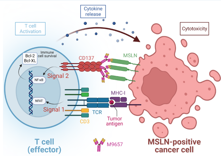 CIR_AACR's tweet photo. #OnlineFirst: M9657 Is a Bispecific Tumor-Targeted Anti-#CD137 Agonist That Induces MSLN-Dependent Antitumor Immunity without Liver Inflammation, by Chunxiao Xu, Laura Helming et al.
https://t.co/NWEy1b7MnZ
@EMDOncologyUS https://t.co/nyi5tcEeqS
