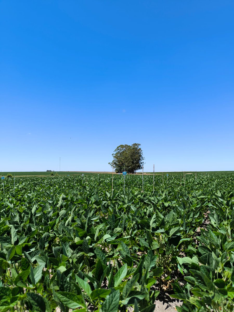 agriduy's tweet photo. ☝️Ayer fue día de evaluación en los ensayos de maíz y soja de primera en Flores 
✍️ Ensayos para @timacagro.uy 

🚩Somos su consultora de confianza, con alcance nacional y todos los rubros. 

. 
.
.
.
.
#agriduy 
#agronomia 
#maiz 
#soja 
#uruguay🇺🇾 https://t.co/PtomslTzyA